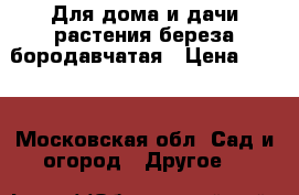 Для дома и дачи-растения береза бородавчатая › Цена ­ 350 - Московская обл. Сад и огород » Другое   